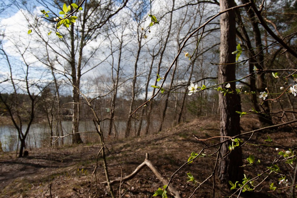 Bartoszewo Dom - lokal  na dużej działce (15)