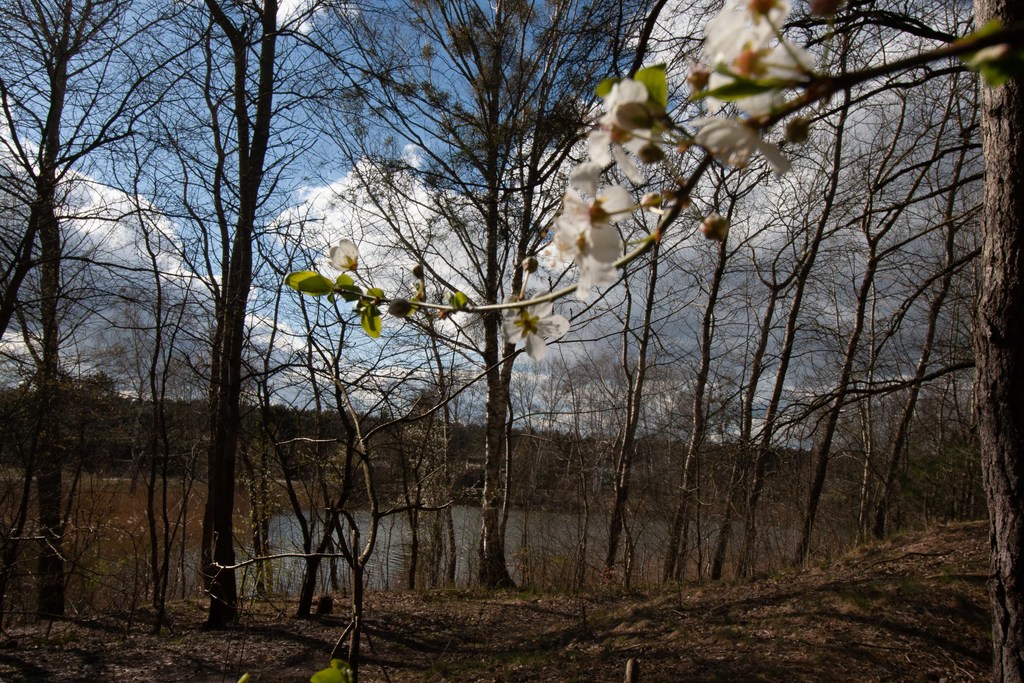 Bartoszewo Dom - lokal  na dużej działce (20)