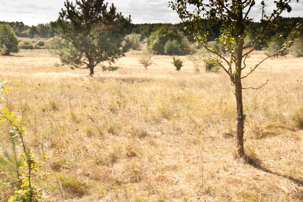 Warnowo Działka z planem zagospodarowania (9)