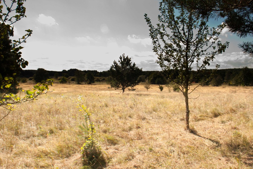 Warnowo Działka z planem zagospodarowania (8)