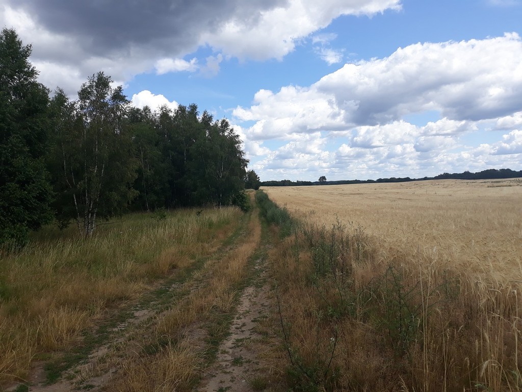 Rekreacyjna, 500 m2, Starzyce  (6)