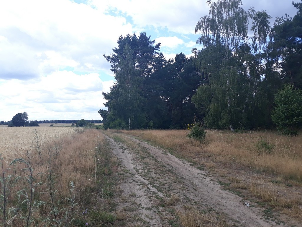 Rekreacyjna, 500 m2, Starzyce  (7)