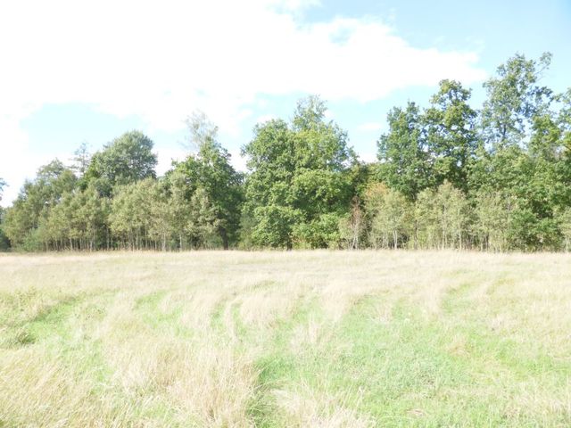 Rolna, 14,000 m2, Grzepnica  (4)