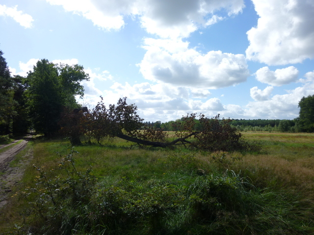 Rolna, 14,000 m2, Grzepnica  (2)