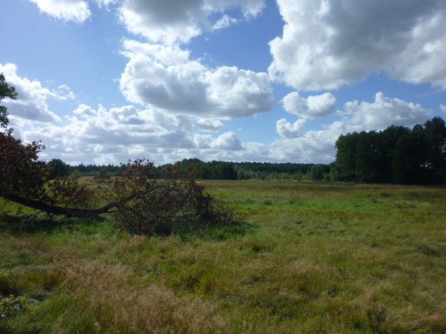 Rolna, 14,000 m2, Grzepnica  (3)