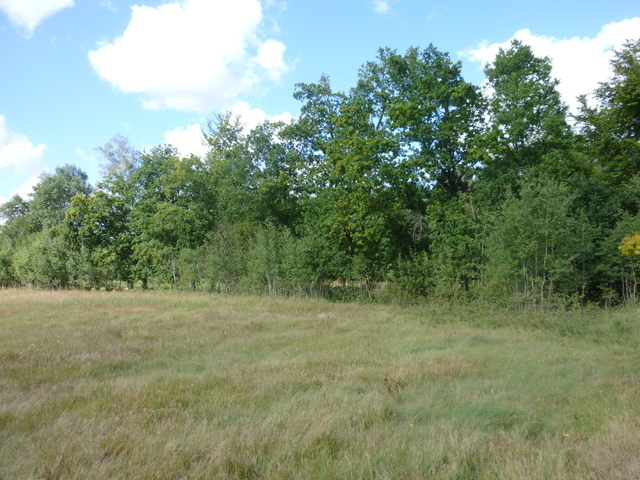 Rolna, 14,000 m2, Grzepnica  (5)