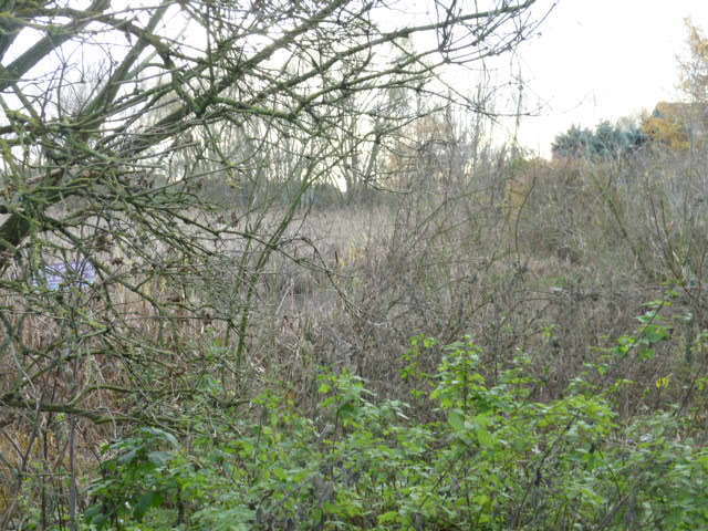 Działka Gumieńce 1.0593 ha (12)