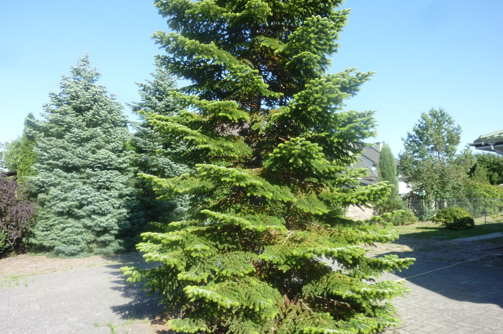 DOM W BĘDARGOWIE,NA DZ.2983 M2,łącznie-1.8815HA. (11)