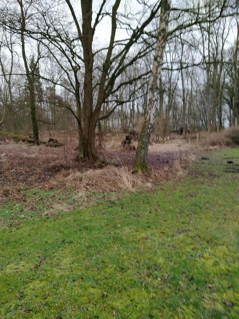 Rzędziny,2041m2,zabuowa jednorodzinna,las,park (7)