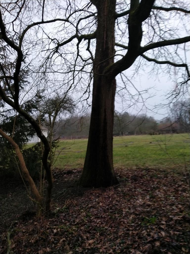 Rzędziny,2041m2,zabuowa jednorodzinna,las,park (17)