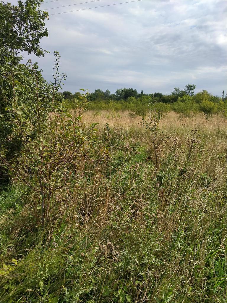 DZIAŁKA PYRZYCE GM. PYRZYCE POW.3001M2. (2)