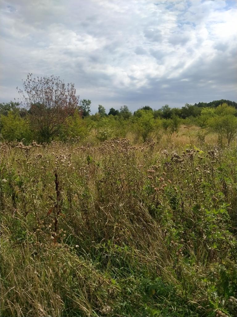 DZIAŁKA PYRZYCE GM. PYRZYCE POW.3001M2. (1)