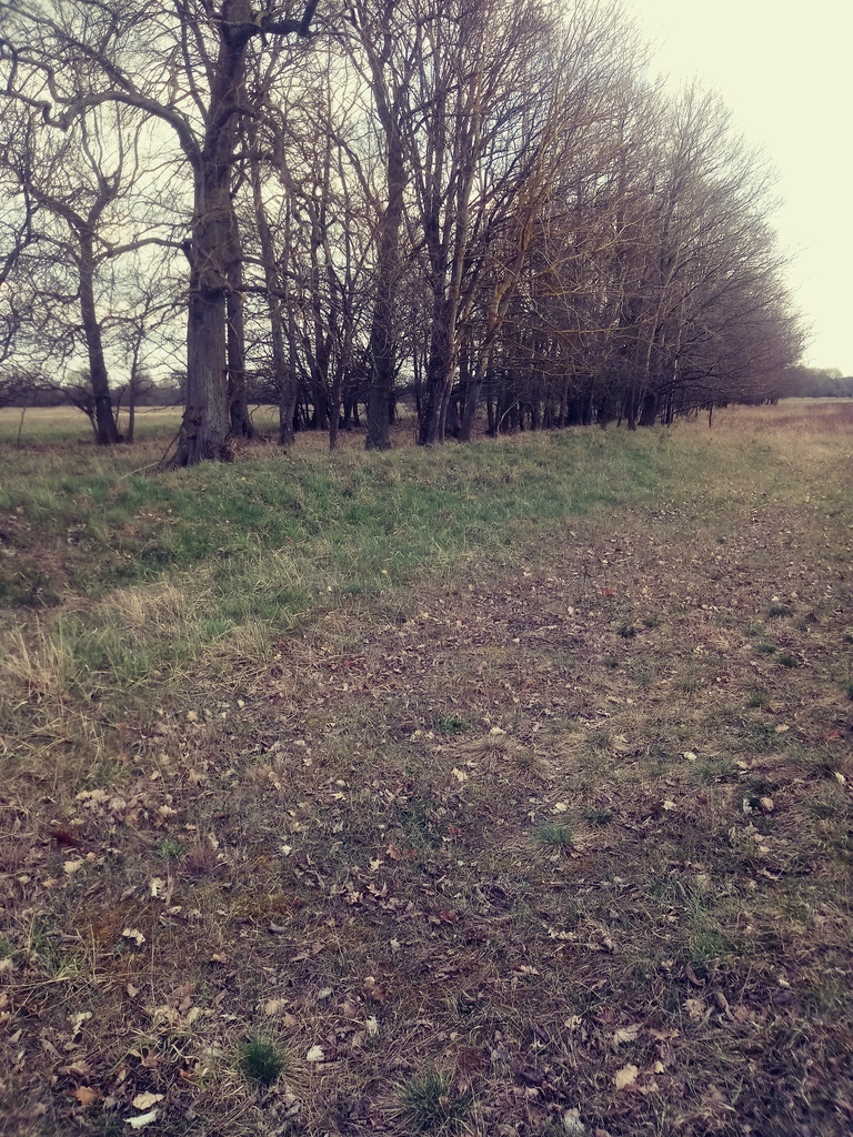 Działka o pow.3219 m2,Łęgi,gm. Dobra,Na Świdwie. (3)