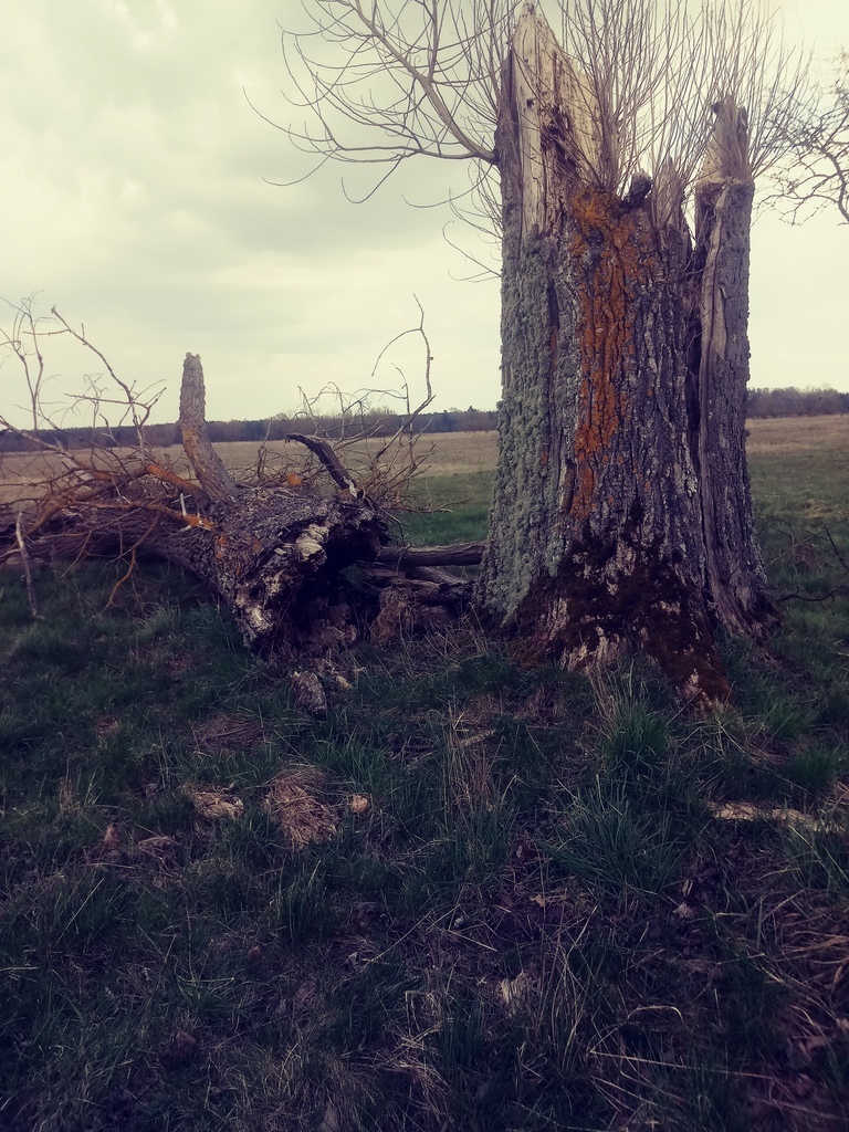 Działka o pow.3219 m2,Łęgi,gm. Dobra,Na Świdwie. (6)
