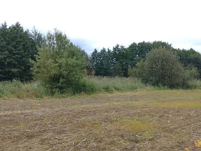 Budowlana, 1,492 m2, Stara Dąbrowa  (13)