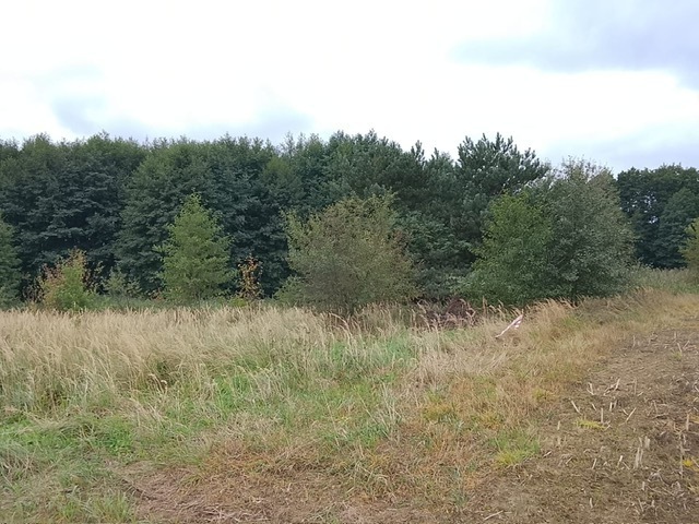 Budowlana, 1,492 m2, Stara Dąbrowa  (19)