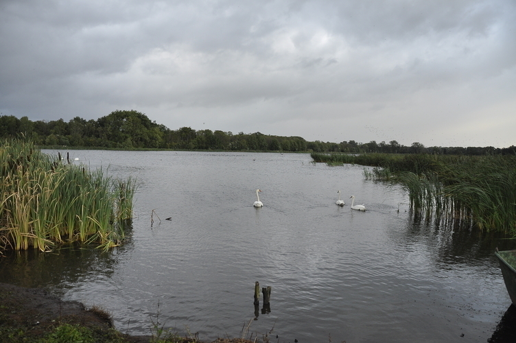 Działki nad jeziorem Płoń z dostępem do jeziora. (1)