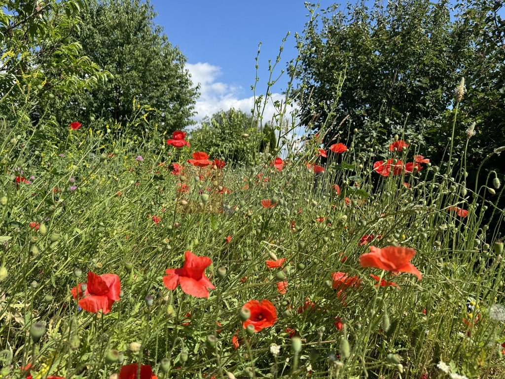 działka w Lubczynie pod dom na zgłoszenie !!! (3)