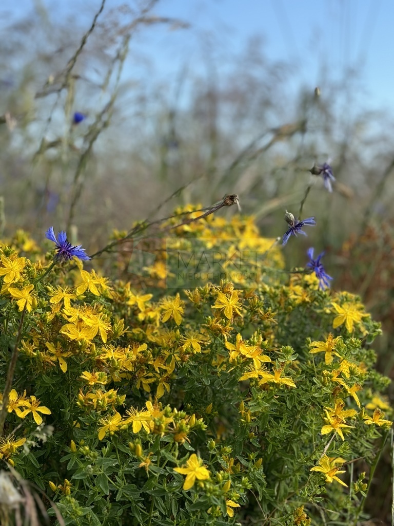 Inwestycyjna, 2,948 m2, Goleniów  (5)