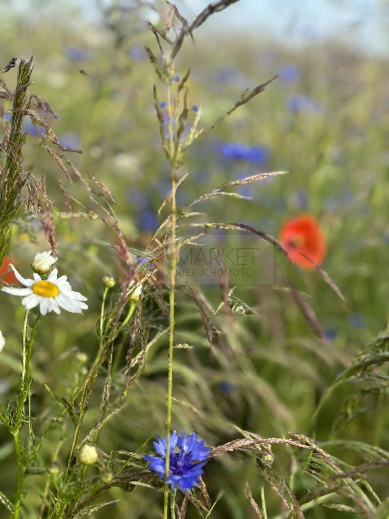 Inwestycyjna, 2,948 m2, Goleniów  (6)