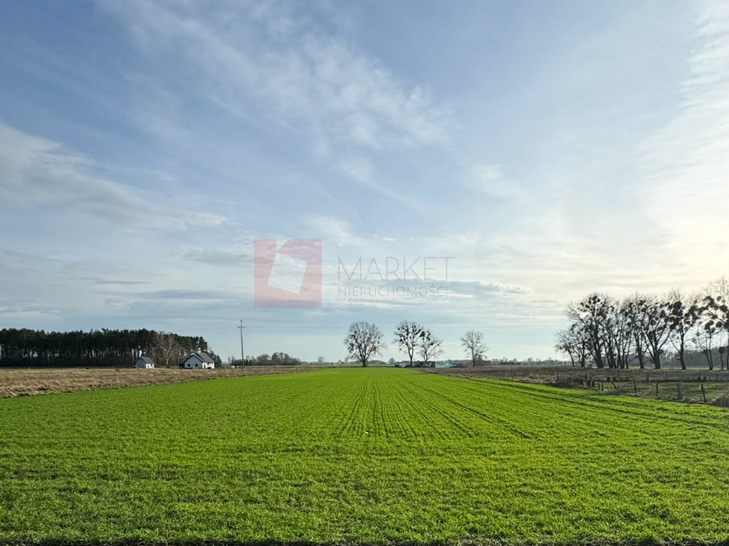 1,01 ha działka w Borzysławcu /k Lubczyny (2)