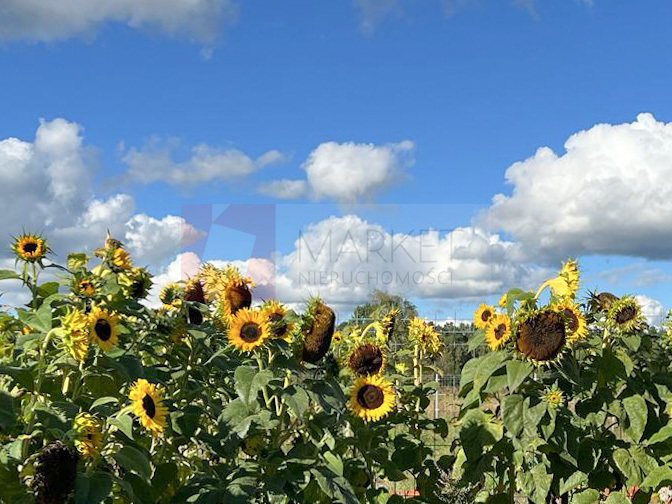 Dom drewniany na dużej działce Białuń. NA SPRZEDAŻ (17)