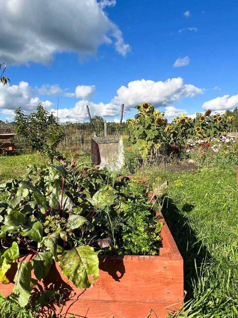 Dom drewniany na dużej działce Białuń. NA SPRZEDAŻ (13)