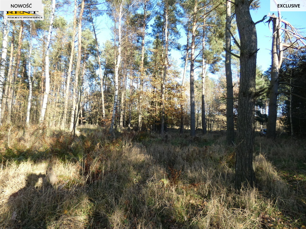 Działka pod lasem  blisko wody  Okazja (17)