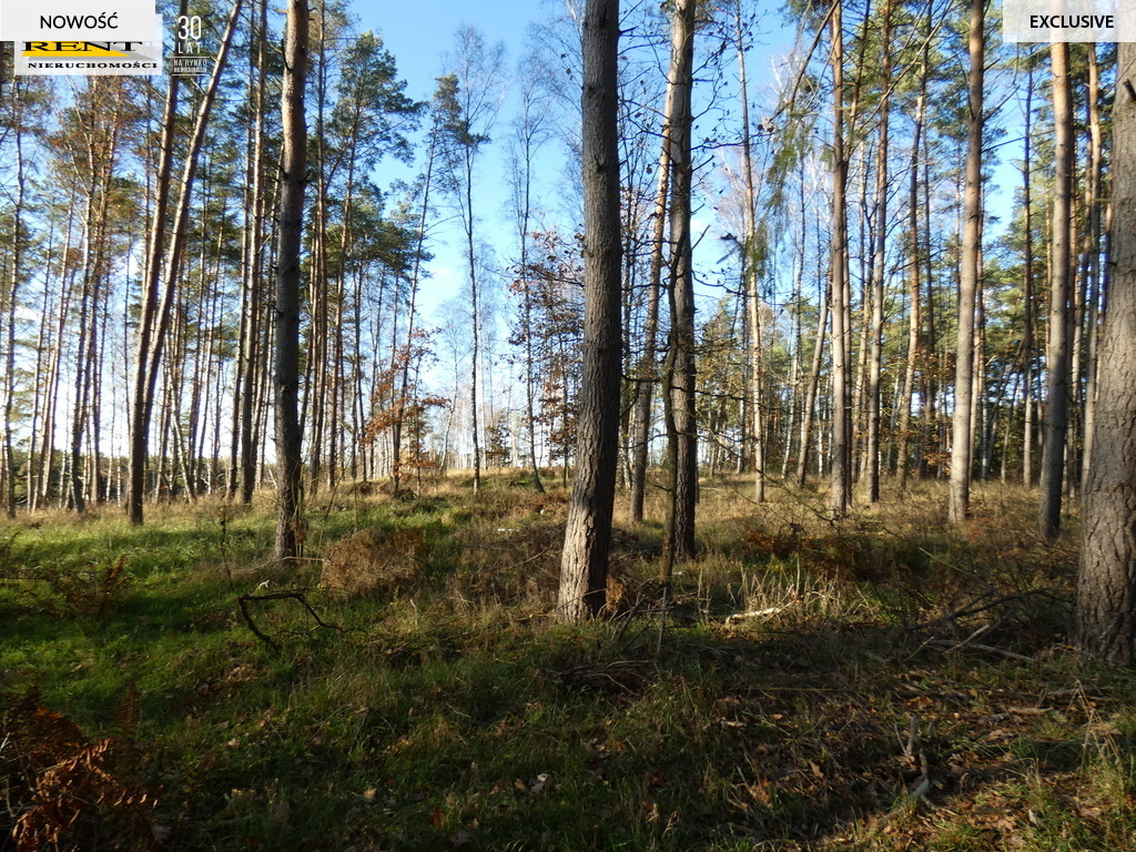 Działka pod lasem  blisko wody  Okazja (4)