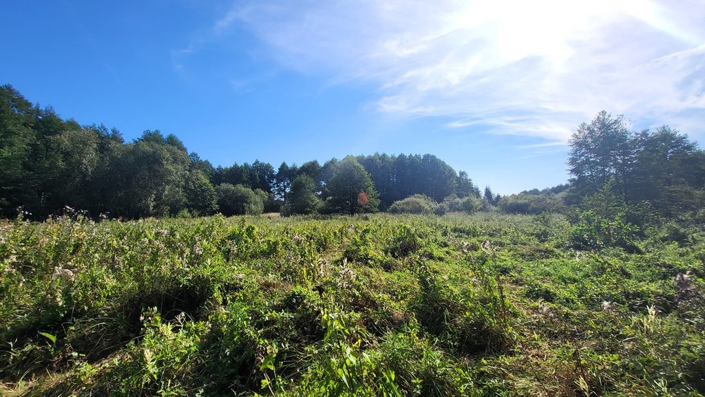 Działka z linią brzegową rzeki, lasem i stawem. (7)