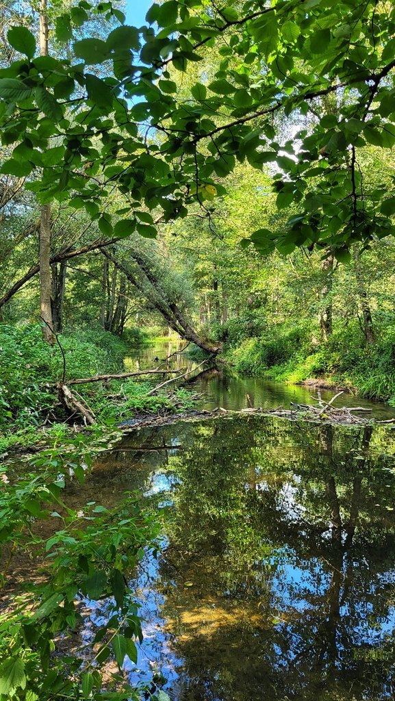 Działka z linią brzegową rzeki, lasem i stawem. (2)