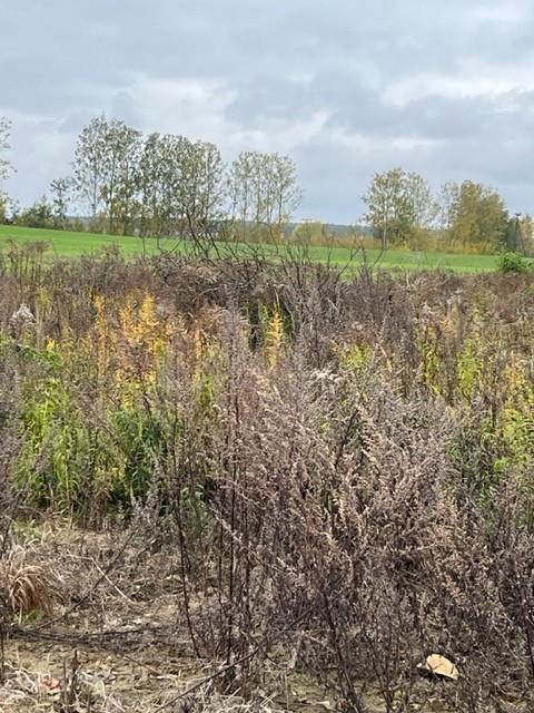 Budowlana, 775 m2, Kołbaskowo  (4)