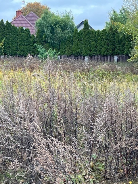 Budowlana, 775 m2, Kołbaskowo  (7)