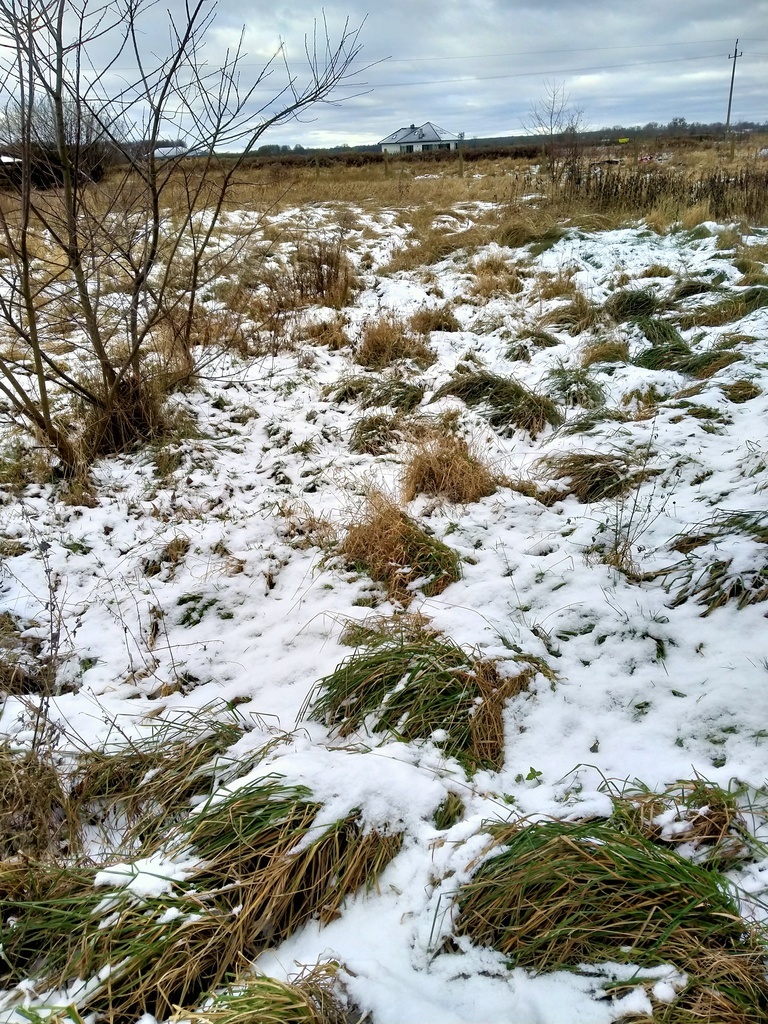 Działka 2240 m2,Kliniska Wielkie, gm. Goleniów (2)