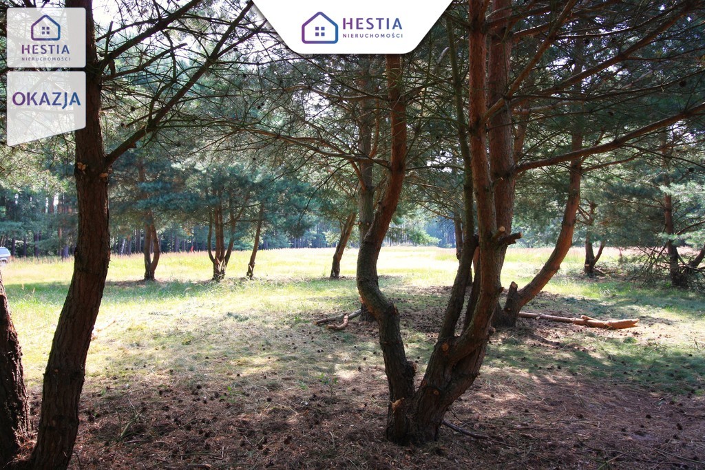 Duża działka przy lesie w Wielgowie (4)