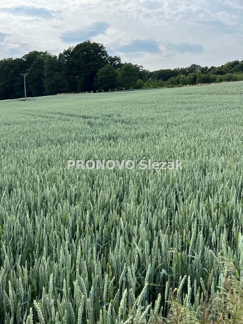 Działka budowlana w Borkowicach, blisko Obornik Ś (4)