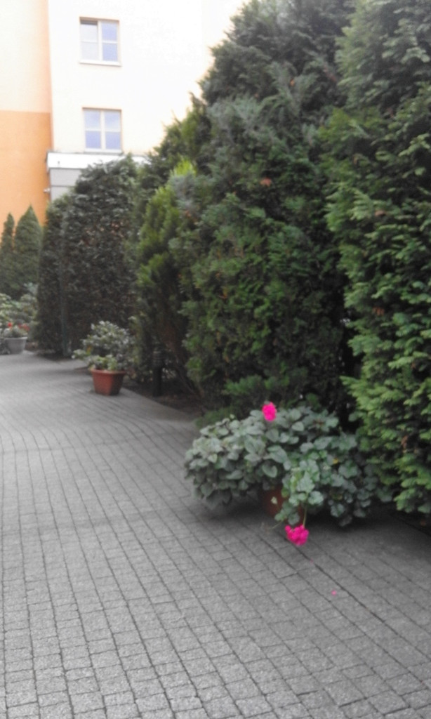 Mieszkanie, 1 pok., 46 m2, Szczecin Stare Miasto (4)