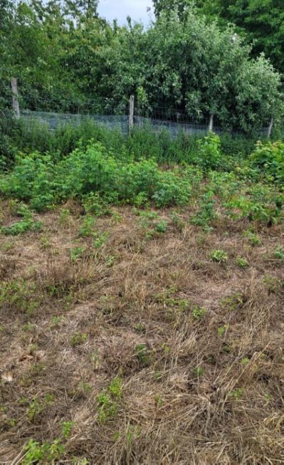 Budowlana, 1,200 m2, Rajsko  (2)