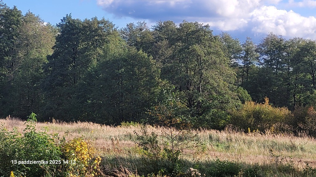 Budowlana, 1,200 m2, Rajsko  (1)