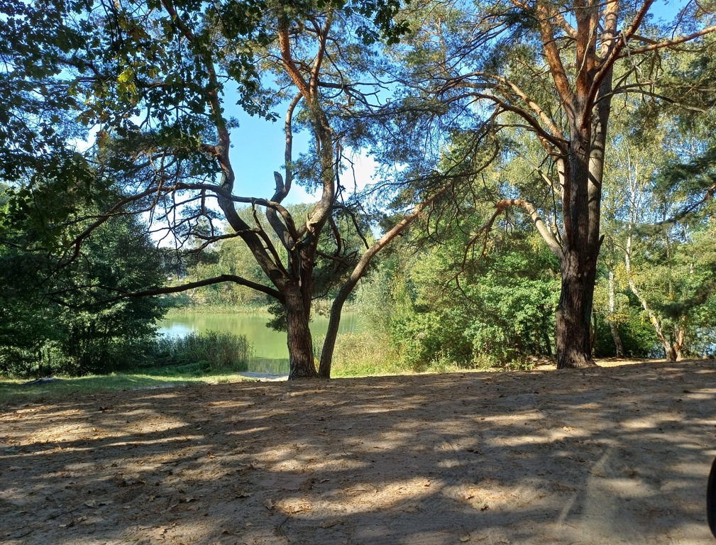 Działka rekreacyjna pod lasem (5)