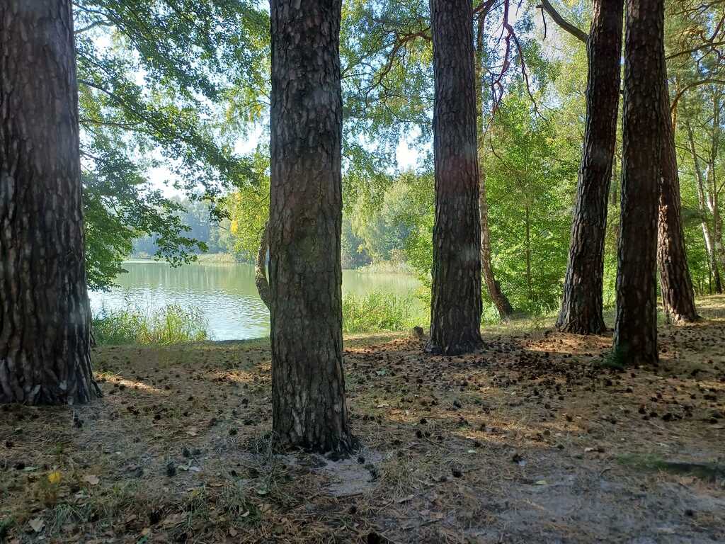 Działka rekreacyjna pod lasem (9)