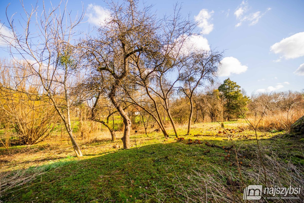 Łabędzie- pastorówka z wielkimi możliwościami  (20)
