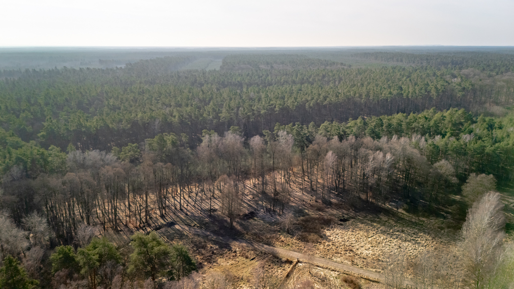 Działka pod lasem w okolicy Zalewu Szczecińskiego. (2)