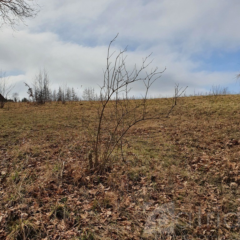 Działka- 3644 m2 nad jeziorem z warunkami zabudowy (6)