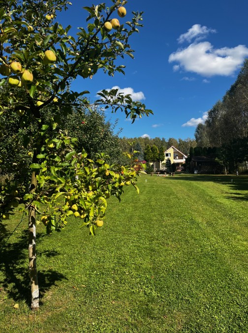 DOM Z PIĘKNĄ DZIAŁKĄ DOMINIKOWO (3)