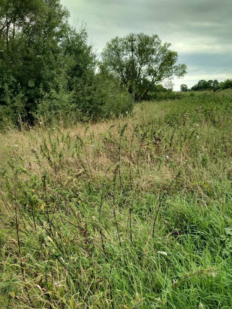 DZIAŁKA 862 M2 PYRZYCE UL. WARSZAWSKA. (4)