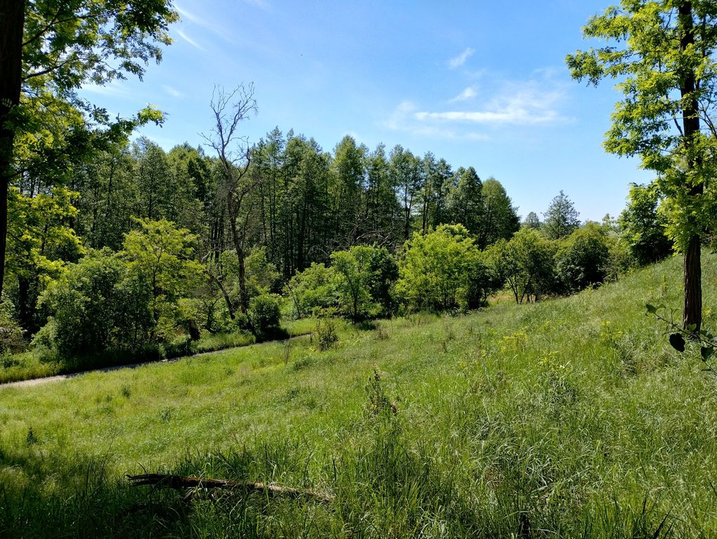 Działka w otulinie lasu nieopodal Odry (3)