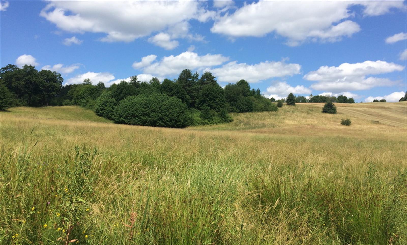 Działka budowlana - Sikory  (1)