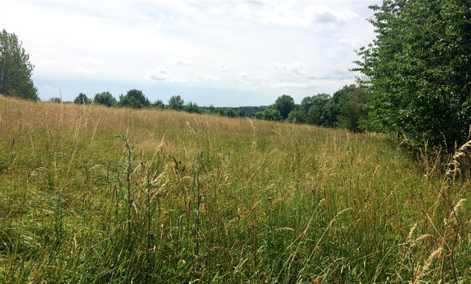 Działka budowlana - Sikory  (11)