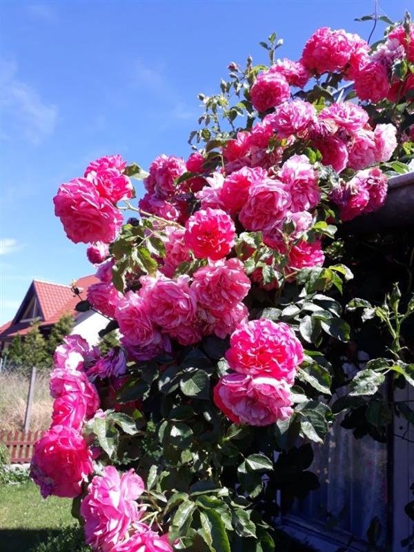 Działka rekreacyjna - Koszalin Unii Europejskiej (6)